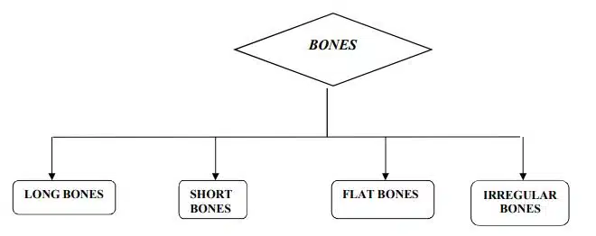 Classification of bones on the basis of shape and size