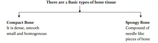 Classification on the basis of bone tissue