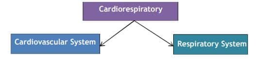 Physiology and Injuries in Sports Class 12 Notes Cardiorespiratory system