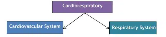 Cardiorespiratory system