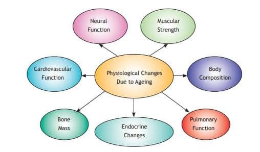 Physiology and Injuries in Sports Class 12 Notes Physiological Changes Due to Ageing