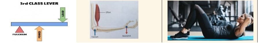 Biomechanics and Sports Class 12 Notes Third Class Lever