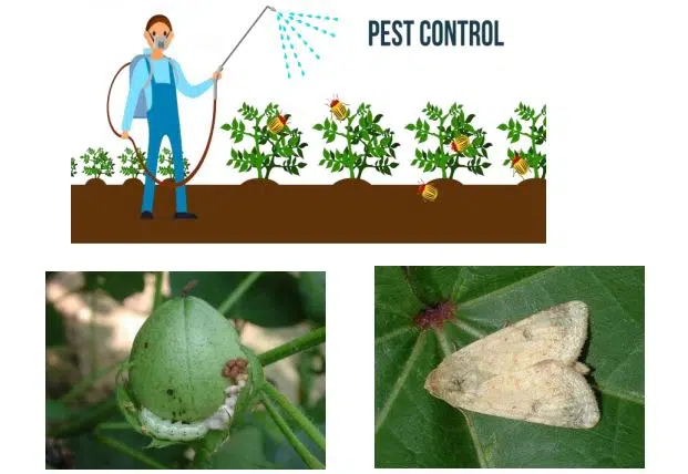 Pest infestation damages crops