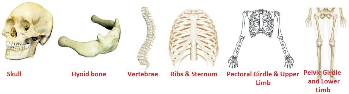 Yoga for Health Promotion Class 11 Notes Skeletal System