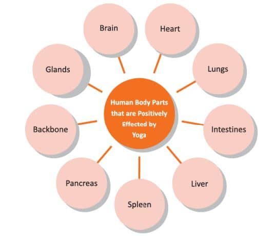 Introduction to Yoga and Yogic Practices Class 11 Notes Yoga etymology, definition, aim, objective and misconception text