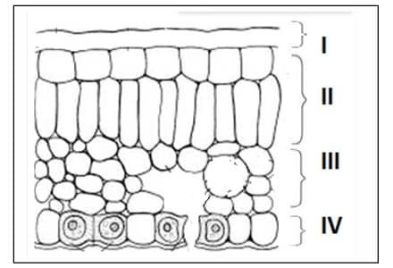 Science Class 10 MCQ Sample Paper 2 5 11