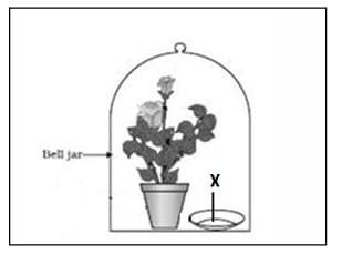 Science Class 10 MCQ Sample Paper 2 6 11