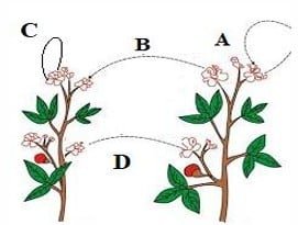 Science Class 10 MCQ Sample Paper 2 8 12