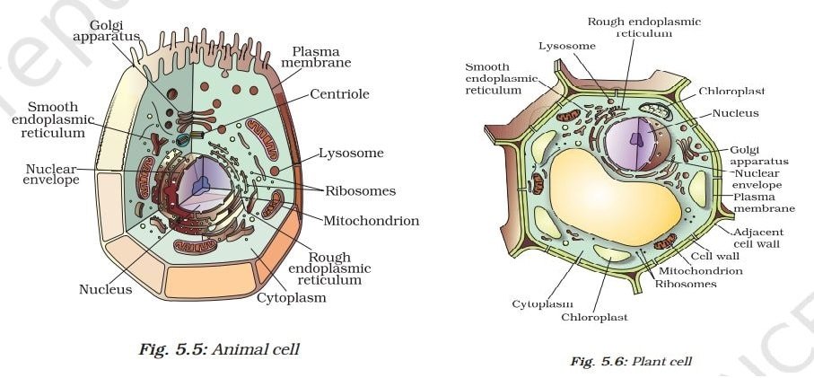 The Fundamental Unit of Life Class 9 Notes Animal cell and plant cell