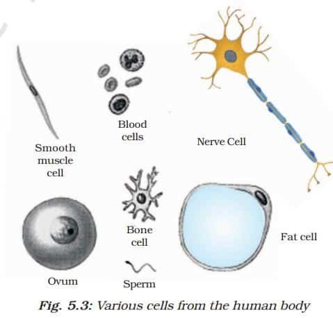 The Fundamental Unit of Life Class 9 Notes Various cells from the human body