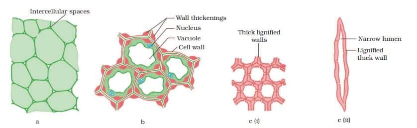Tissue Class 9 Notes Various types of simple tissues: