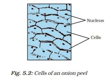 The Fundamental Unit of Life Class 9 Notes What are Living Organisms Made Up of