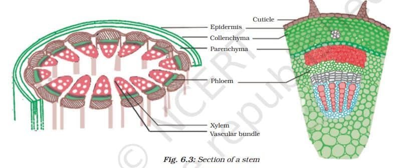 Tissue Class 9 Notes section of a stem