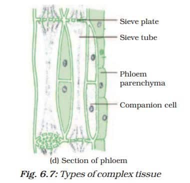 Tissue Class 9 Notes types of complex tissue