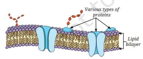 Structure of a cell membrane