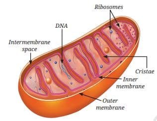 Structure of a mitochondrion
