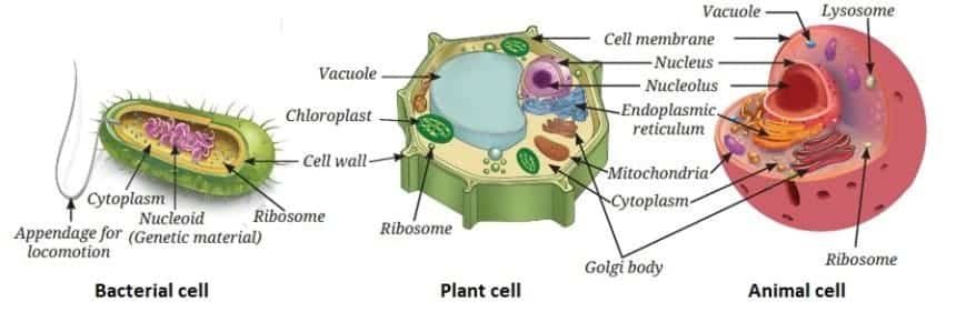 What is cell