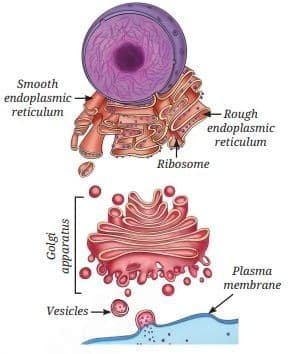 Endoplasmic reticulum and Golgi apparatus — pathway for protein processing and secretion