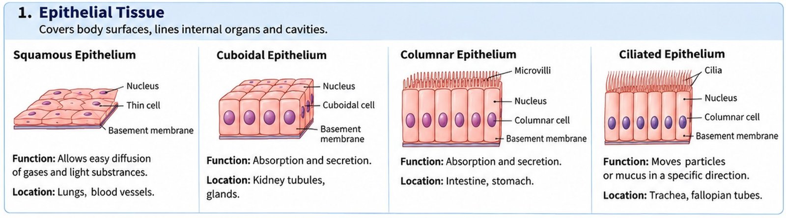 Epithelial tissues