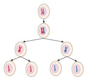Meiosis is a two-step process that produces four gametes 