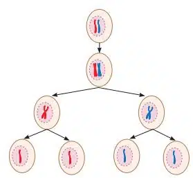Meiosis is a two-step process that produces four gametes