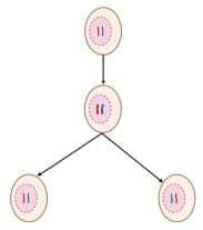  Mitosis is the process that produces two genetically identical daughter cells
