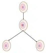 Mitosis is the process that produces two genetically identical daughter cells