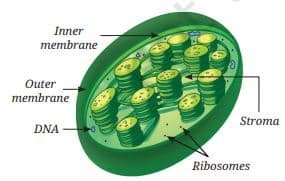 Structure of a chloroplast