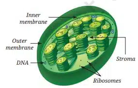 Structure of a chloroplast