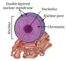 Structure of a nucleus