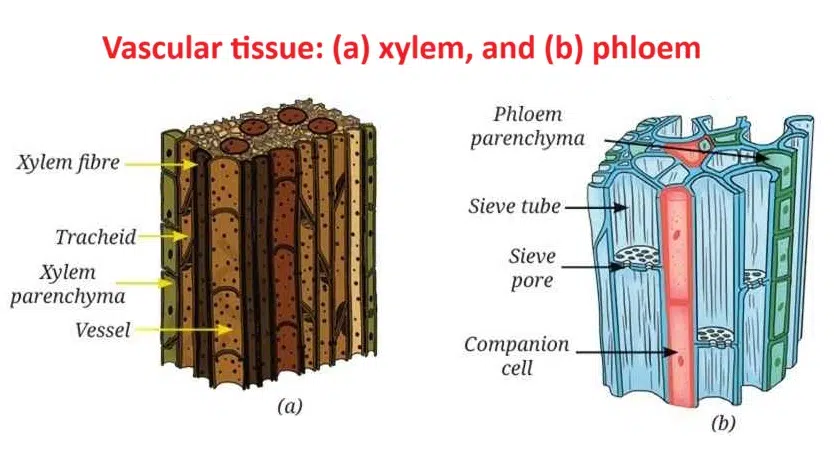 Tissue in Action figure 6