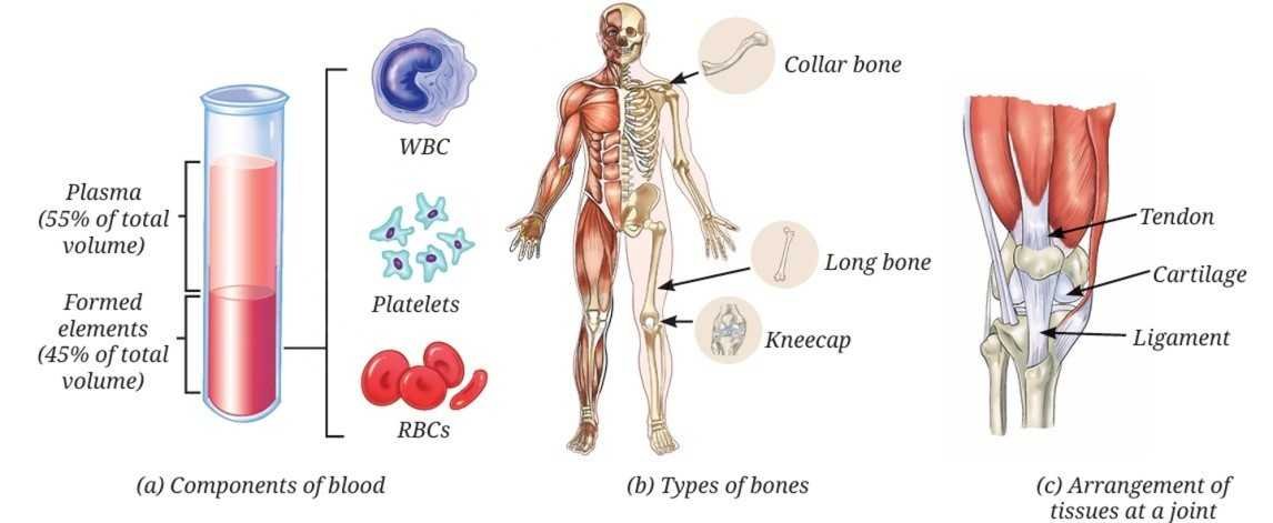Tissue in Action figure 9