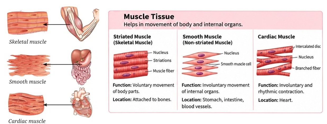 muscle tissue
