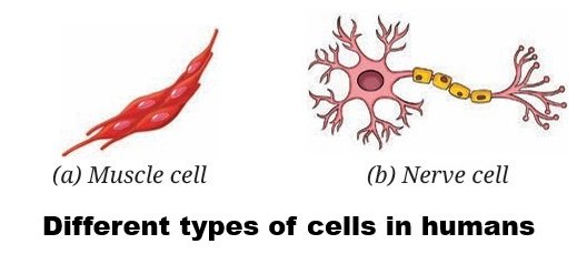 Different types of cells in humans