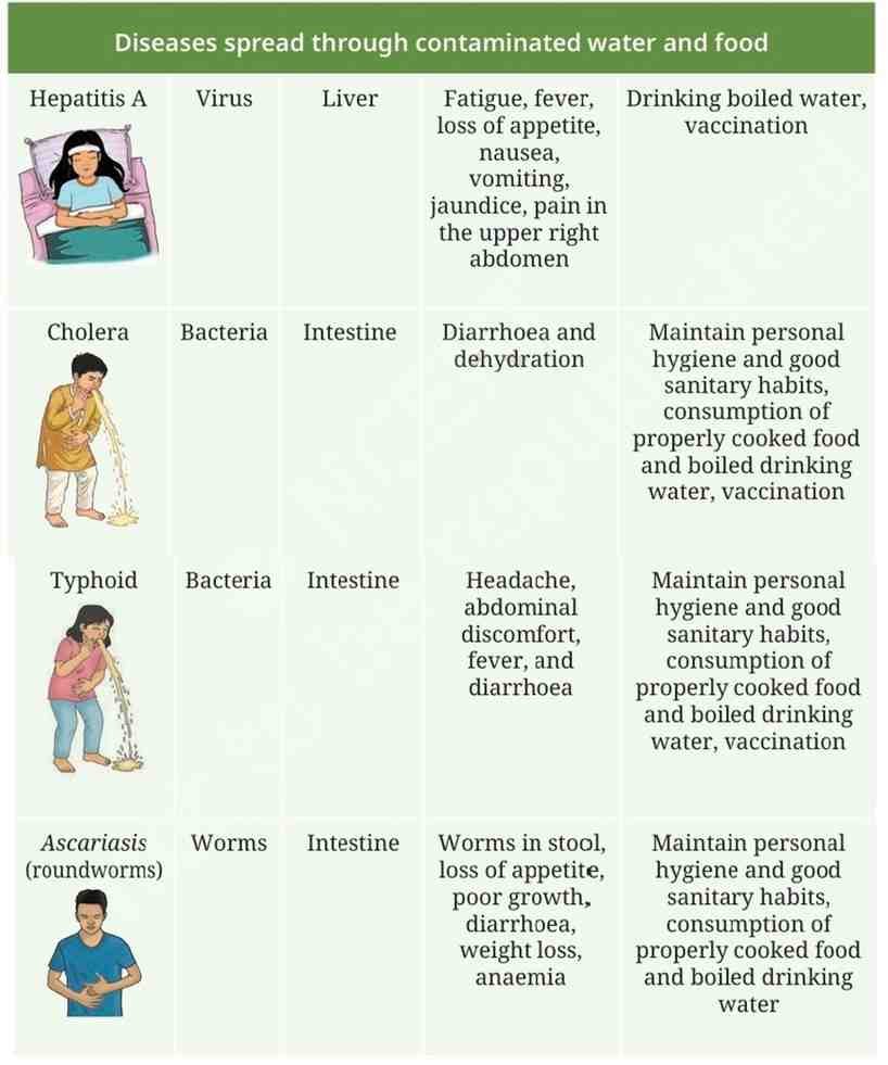 Diseases spread through contaminated water and food