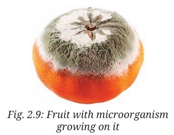 Fruit with microorganism growing on it