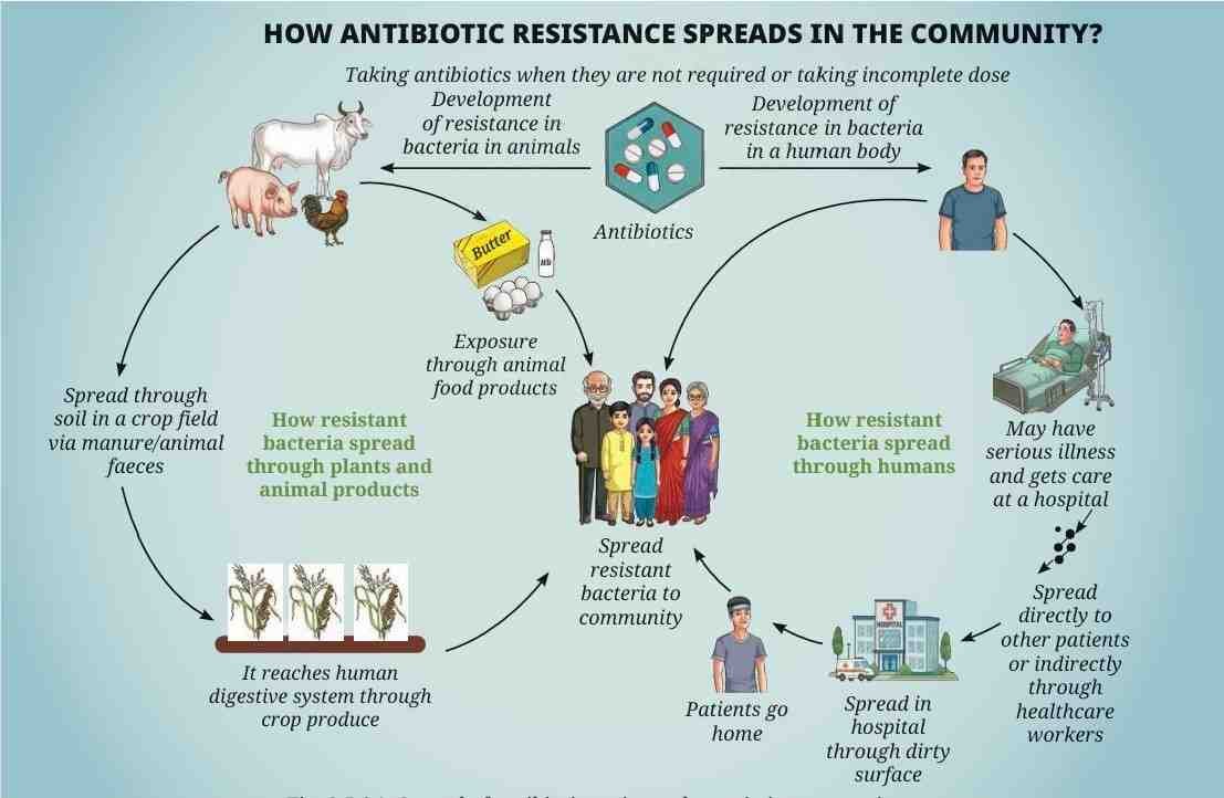 HOW ANTIBIOTIC RESISTANCE SPREADS IN THE COMMUNITY