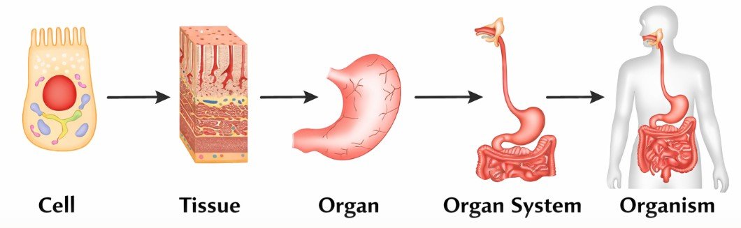 Levels of organisation of life