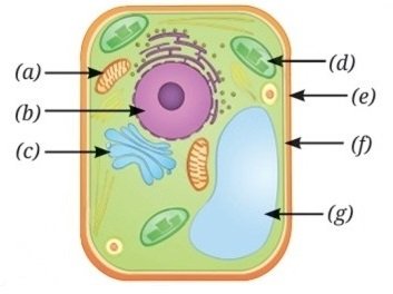 Look at the diagram of a cell and Identify the parts labelled from a to g 1