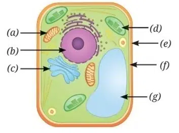 Look at the diagram of a cell and Identify the parts labelled from a to g 1