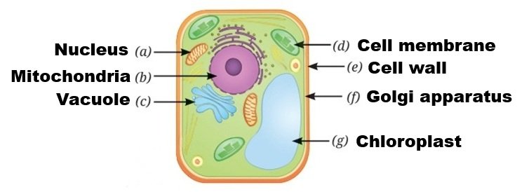 Look at the diagram of a cell and Identify the parts labelled from a to g