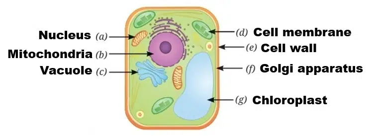 Look at the diagram of a cell and Identify the parts labelled from a to g