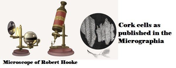 Microscope of Robert Hooke