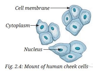 Mount of human cheek cells