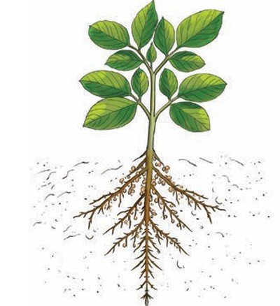 Root nodules of Cowpea plant which contain Rhizobium