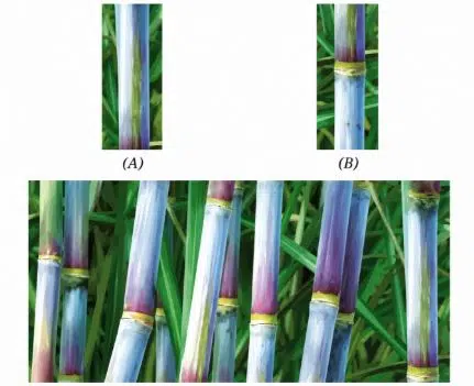 Sohan designed an experiment for the regeneration of sugarcane