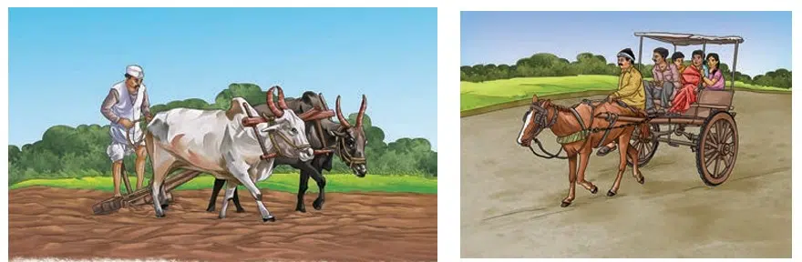 Use of muscular force of animals to assist with human tasks