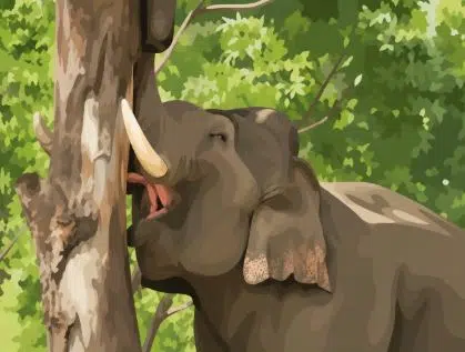 it was observed that one of the trees was severely debarked by an elephant to meet its food requirements