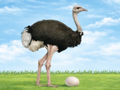 ostrich egg is a single cell