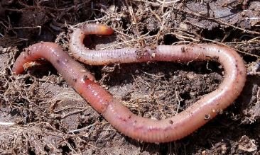 annelida